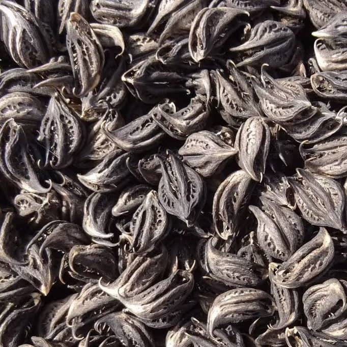 La Bicorne (Griffe du Lion) – Plante bien-être féminine et purificatrice 50g