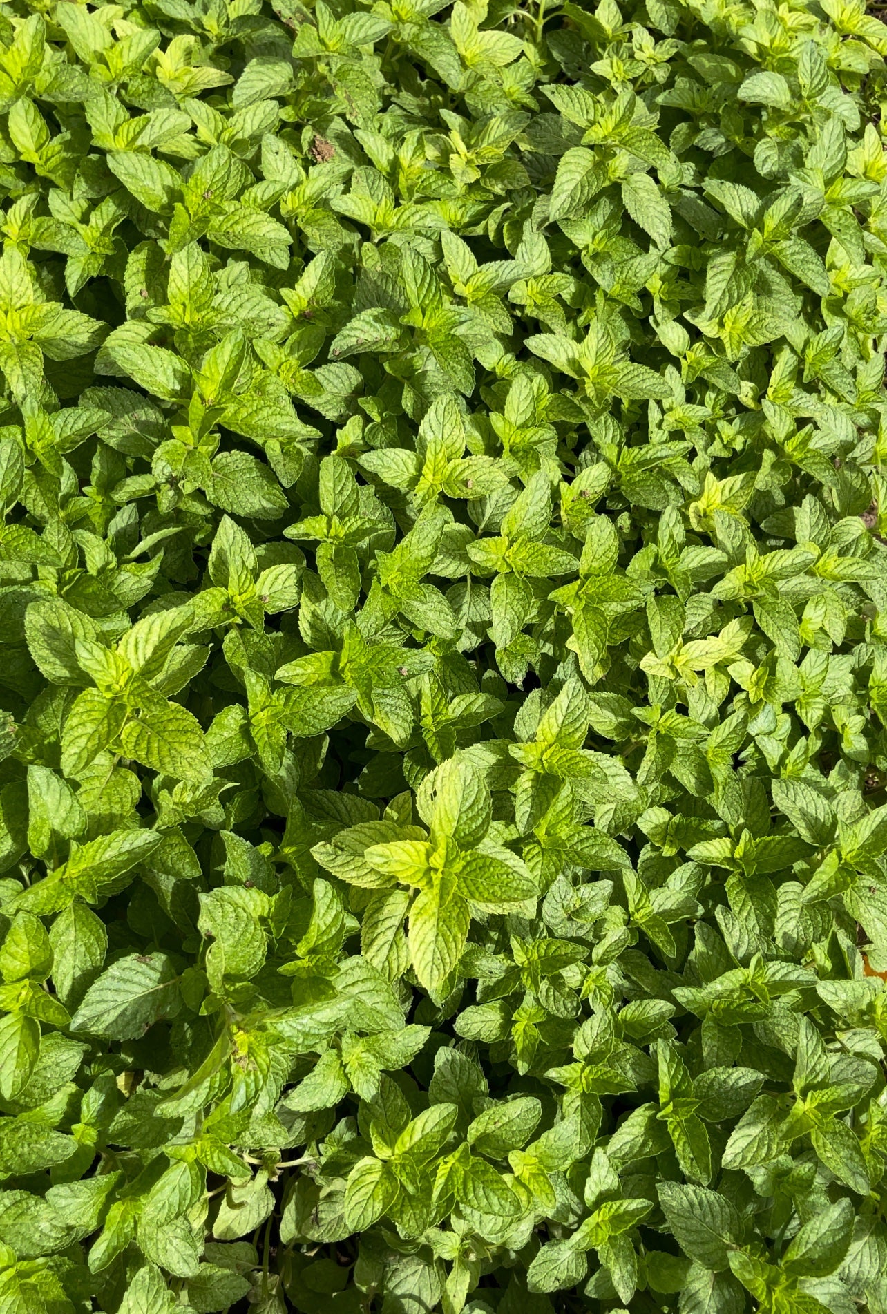 Feuilles de Menthe Séchées-100%Bio 30G