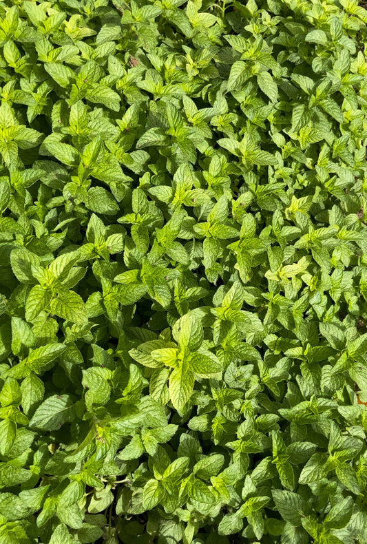 Feuilles de Menthe Séchées-100%Bio 30G