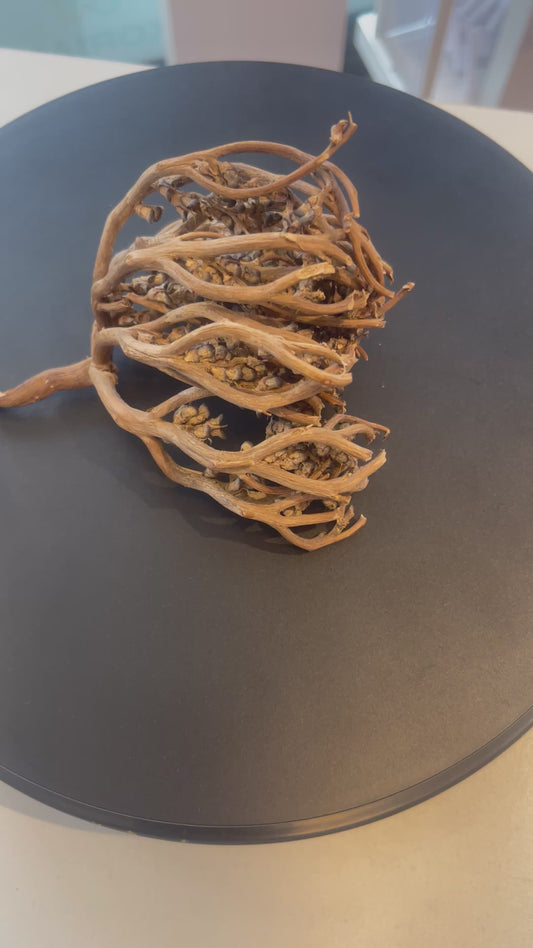 Rose de jericho*( boost la fertilité)